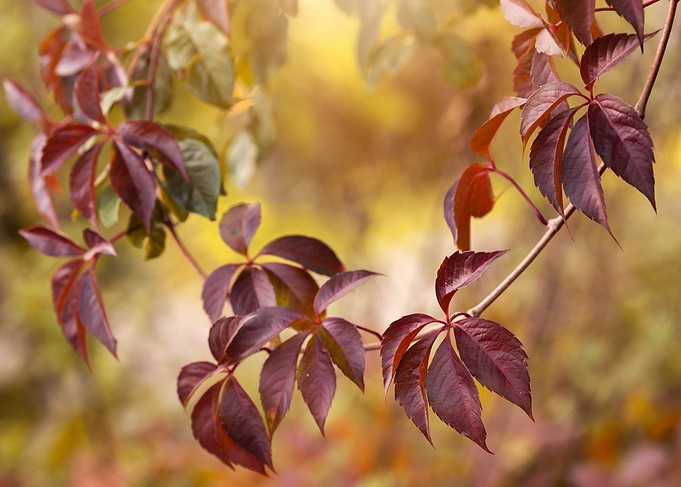 Autumn Leaves on Vine