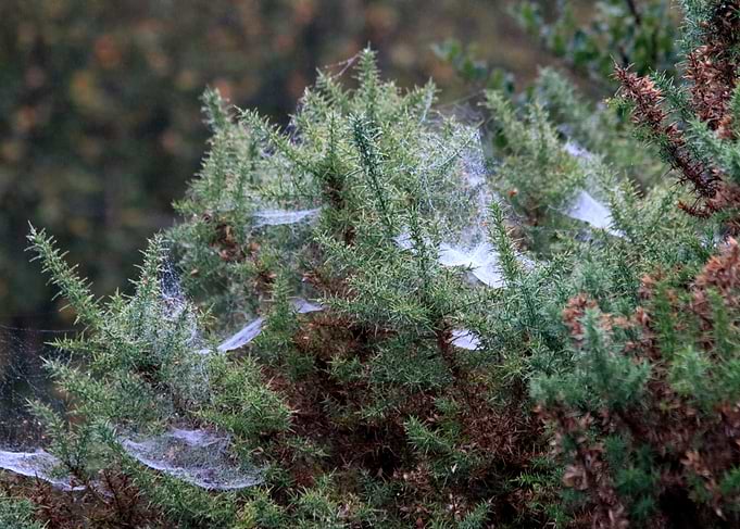 The Spiders Village