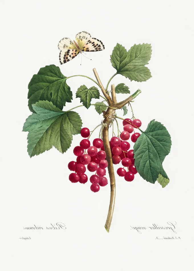 Botanical Illustration: Red Currants and Butterfly,Pierre Joseph Redoute