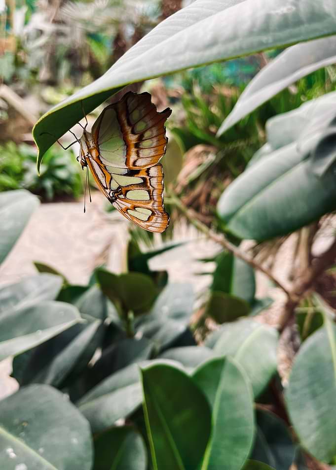 Butterfly resting on a leaf