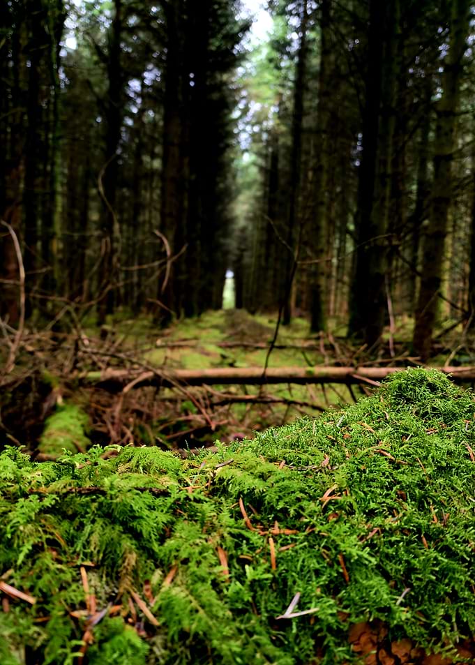 Forest Floor