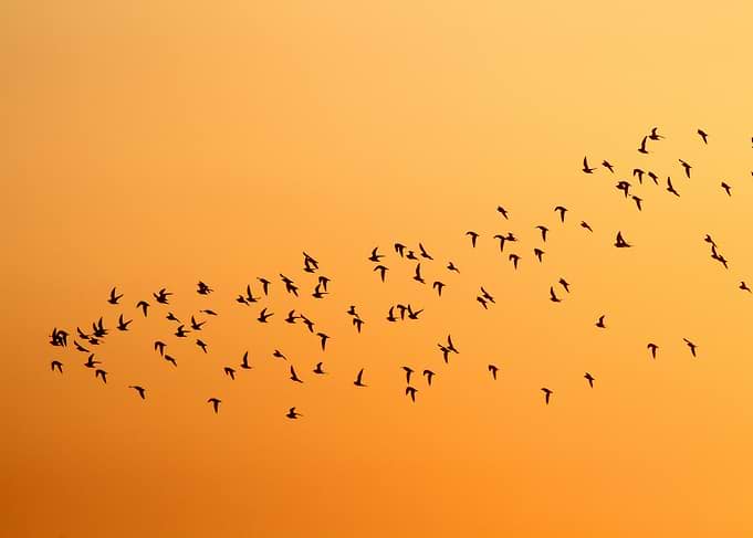 Birds Flying in Orange Sky