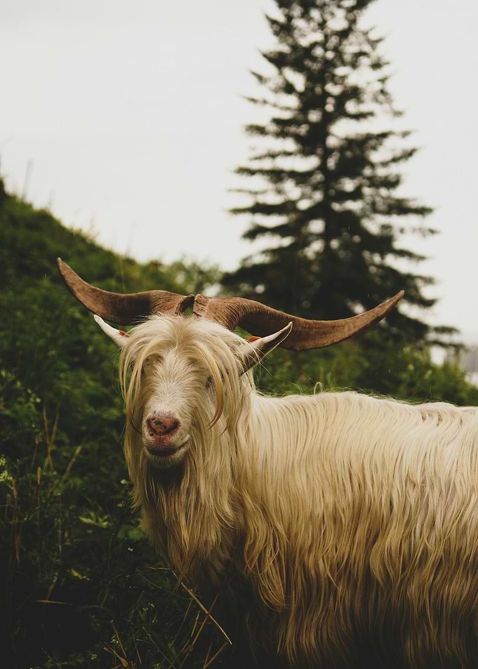 Long-haired goat portrait in nature