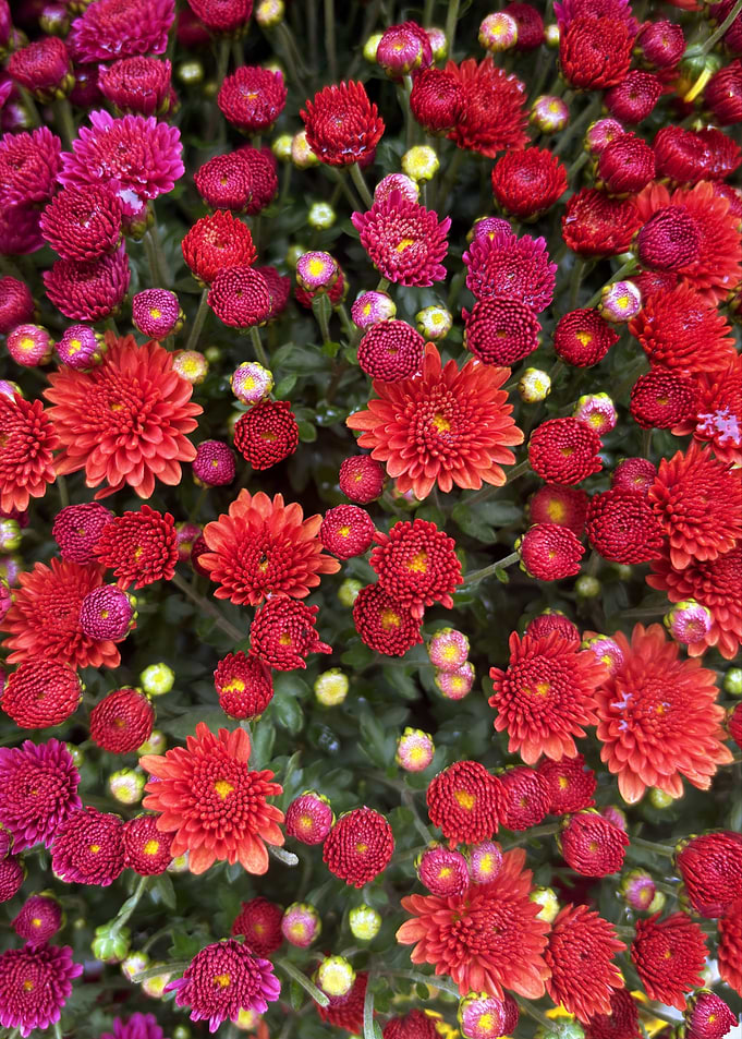 Red and Pink Flowers