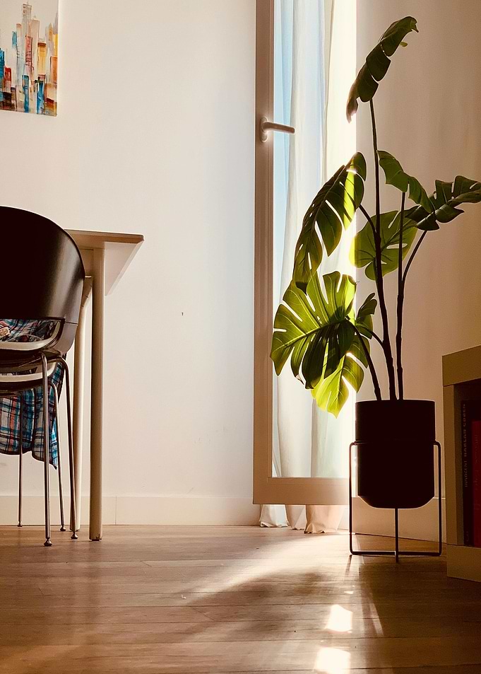 Indoor plant near a window