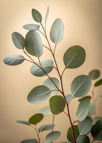 Eucalyptus Branch on Beige Background