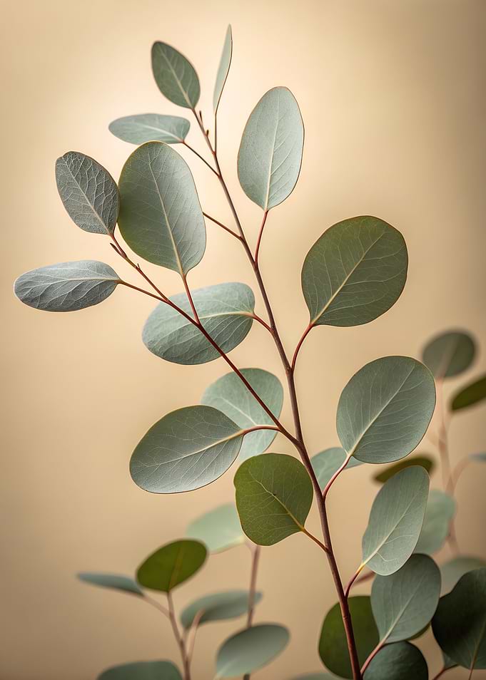 Eucalyptus Branch on Beige Background