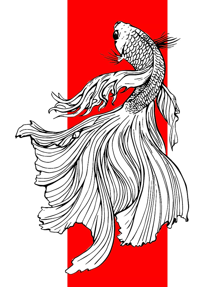Elegant Betta Fish Illustration