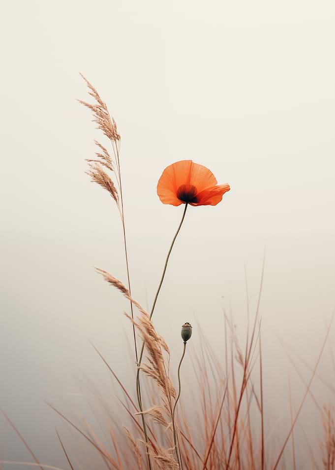 Poppy in Soft Light