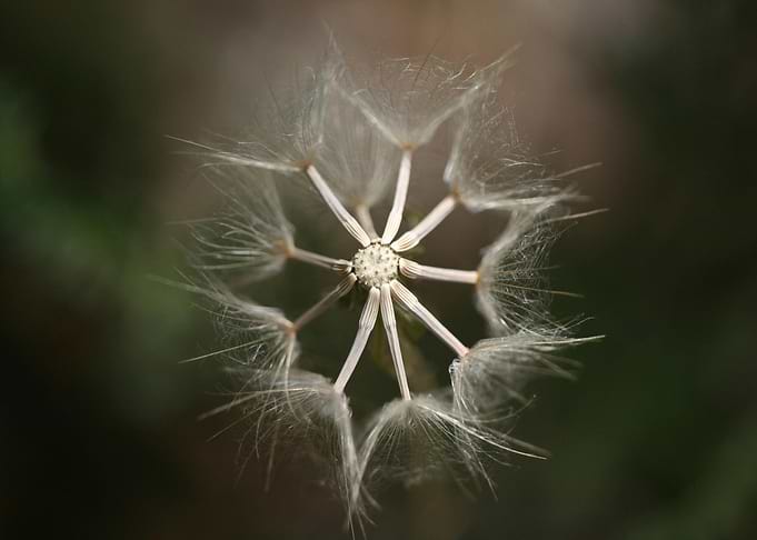 Dandelion Seed Head Close-Up