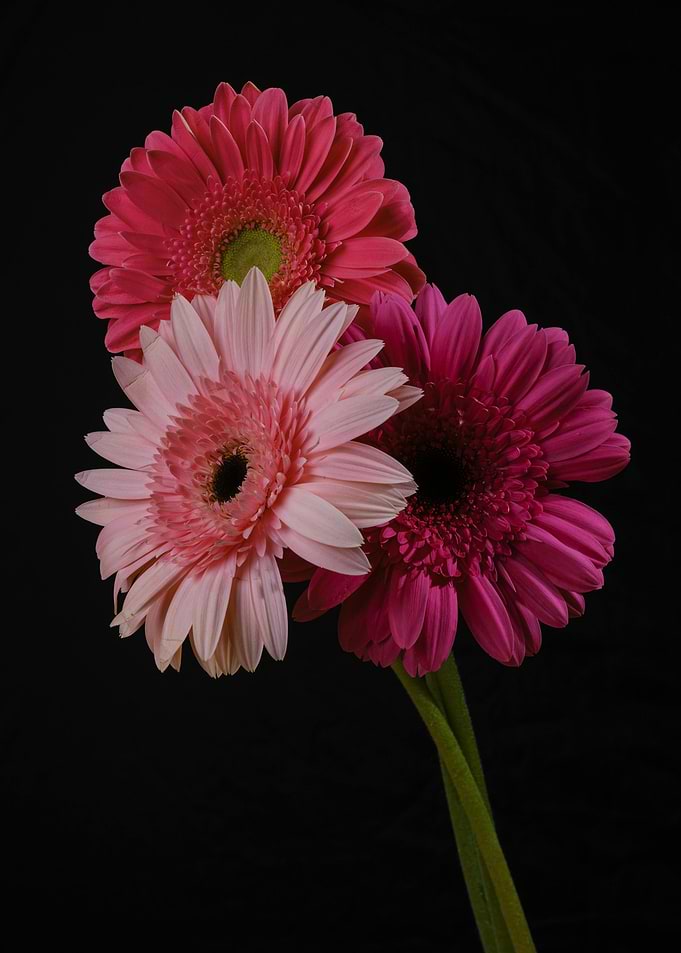 Gerbera Daisies on Black Background