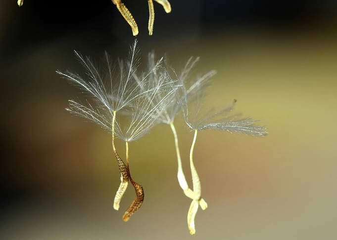 Dandelion Seeds Macro