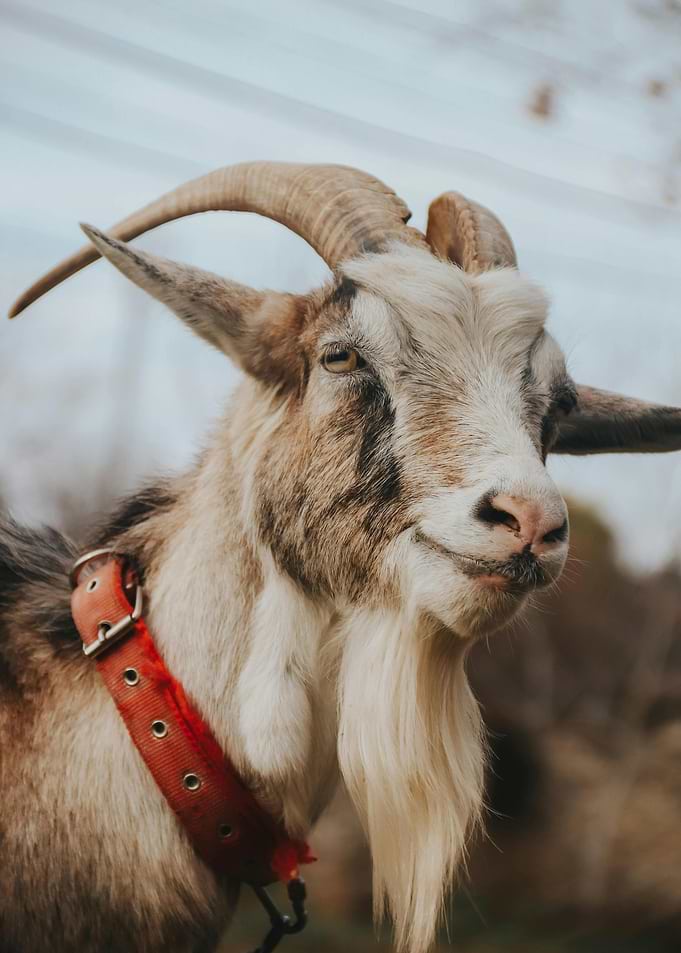 Portrait of a Goat with Red Collar