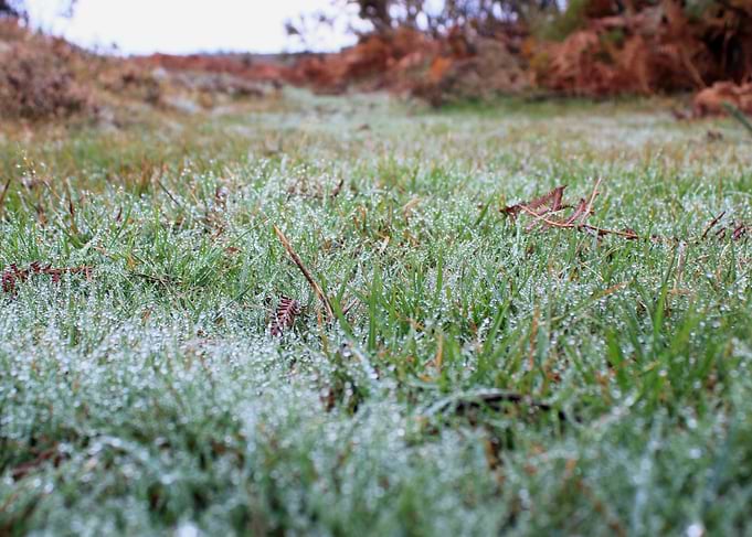 Early Morning Grass