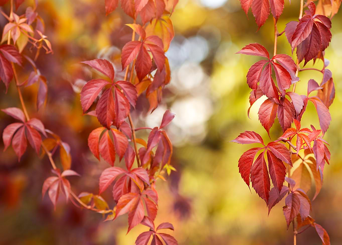 Autumn Leaves in Red and Gold