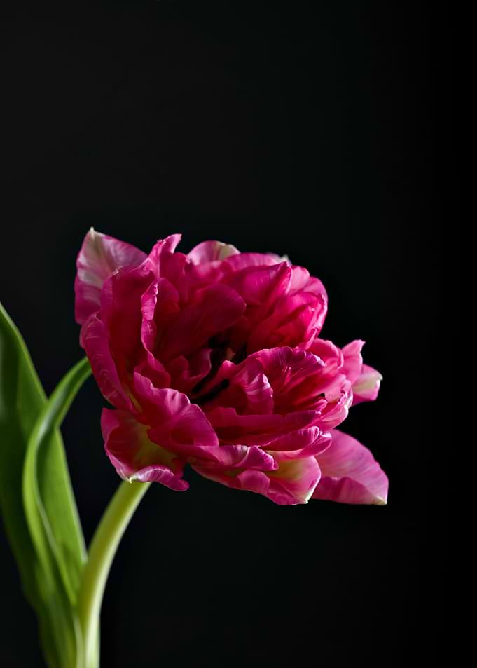 Pink Tulip on Black Background
