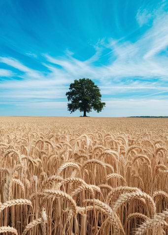 Wheat Field with Tree Under Blue Sky