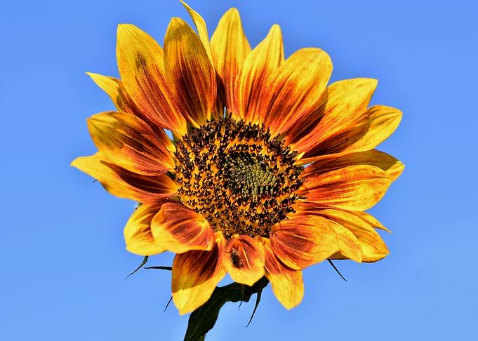 Sunflower against a blue sky