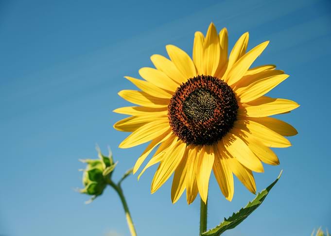 Sunflower against a blue sky