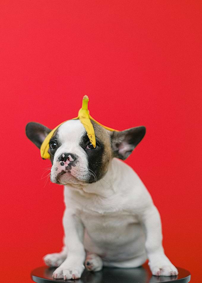 Dog with Banana Peel Hat