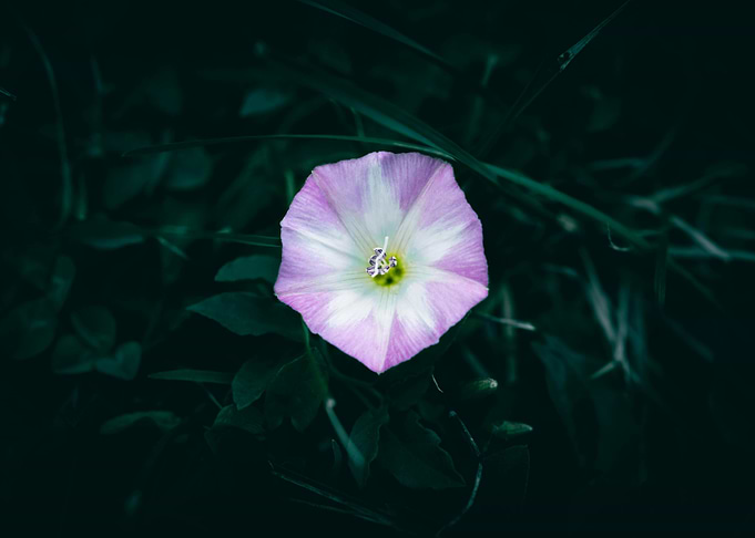 Pink and White Flower Close-Up