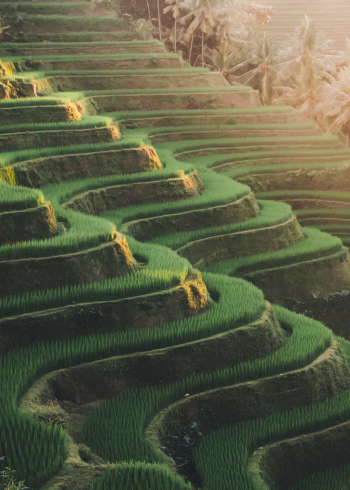 Lush Green Rice Terraces Landscape
