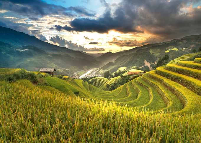 Rice Terraces in Vietnam Landscape
