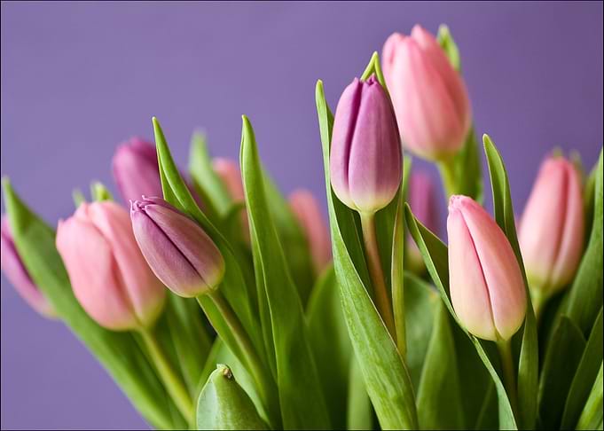 Pink and Purple Tulips