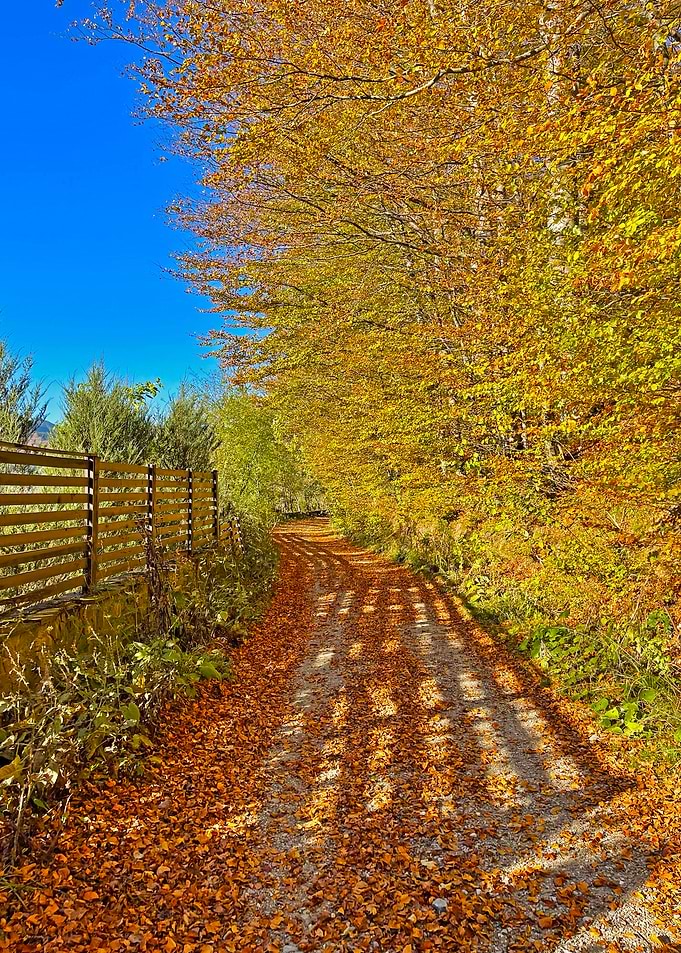 Autumn Path with Golden Leaves