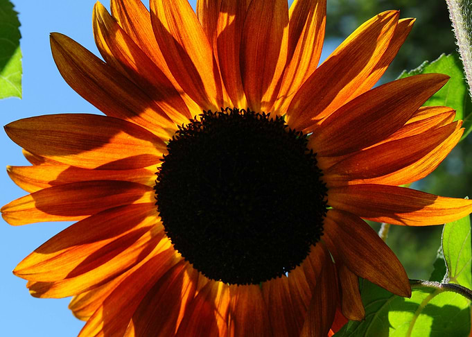 Radiant Orange Sunflower Close-Up