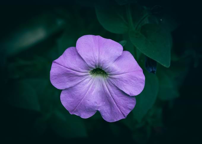 Purple Petunia Flower Close-Up