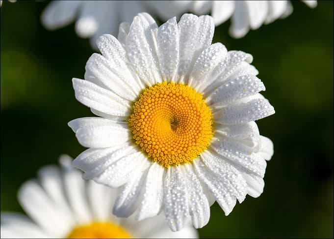 White Daisy with Water Droplets
