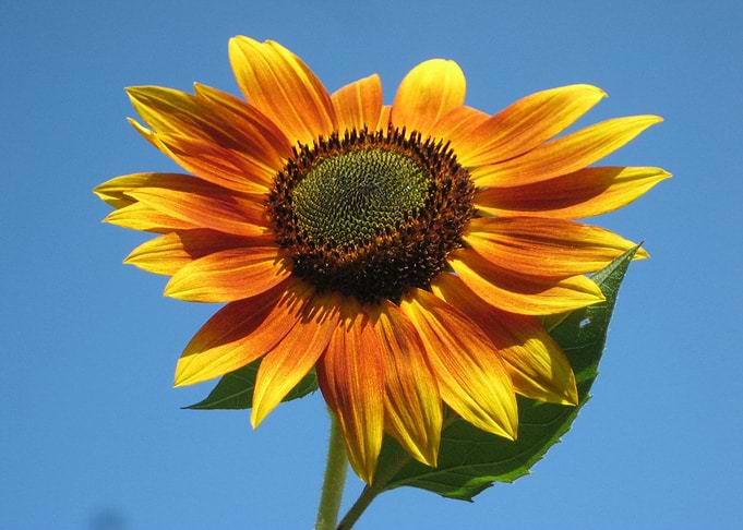 Sunflower against a blue sky