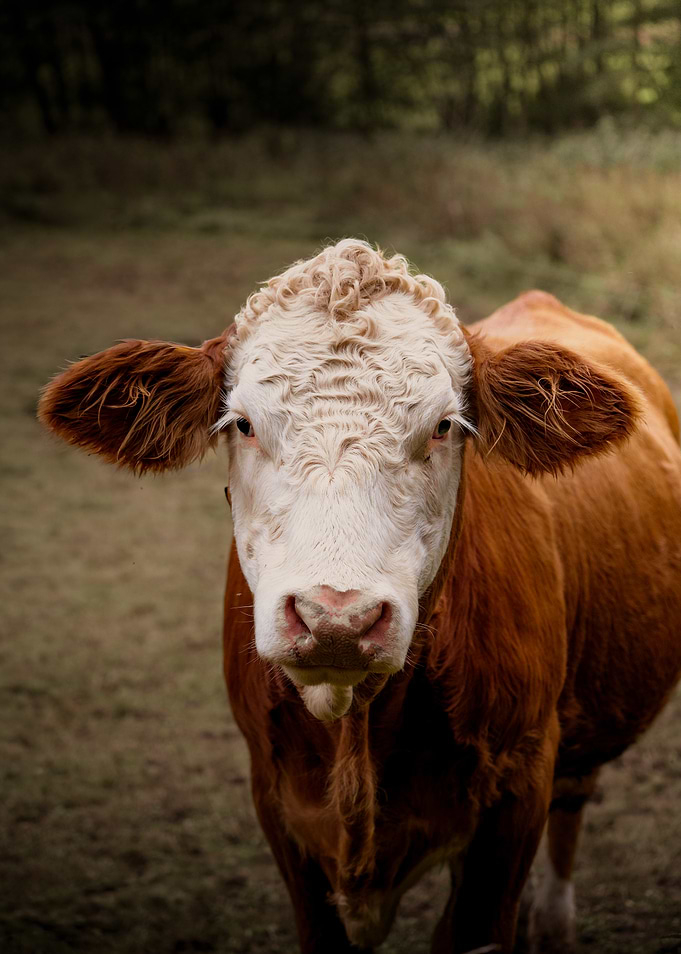 Cow Portrait Animal