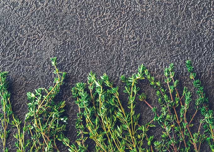 Fresh Thyme on Dark Textured Surface