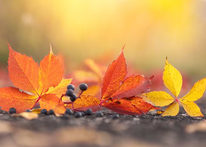 Autumn Leaves and Berries