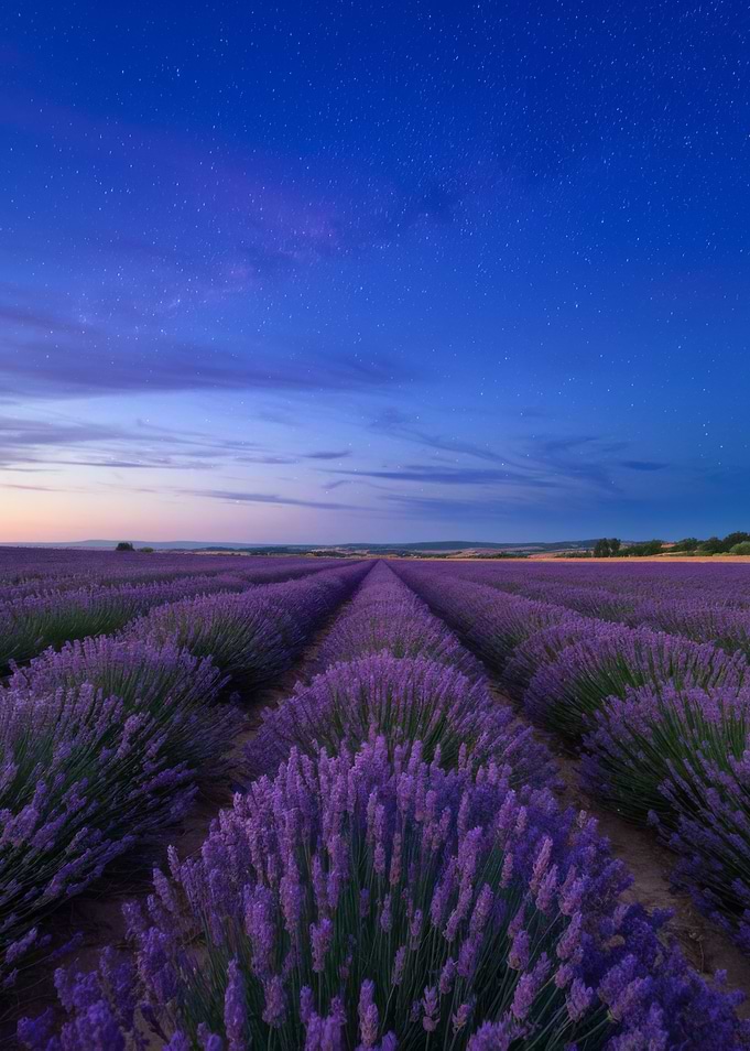 Lavender field under starry night sky