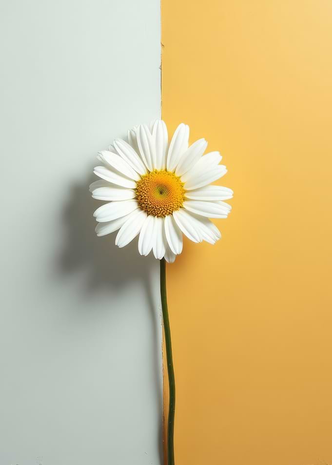 Daisy on Two-Tone Background