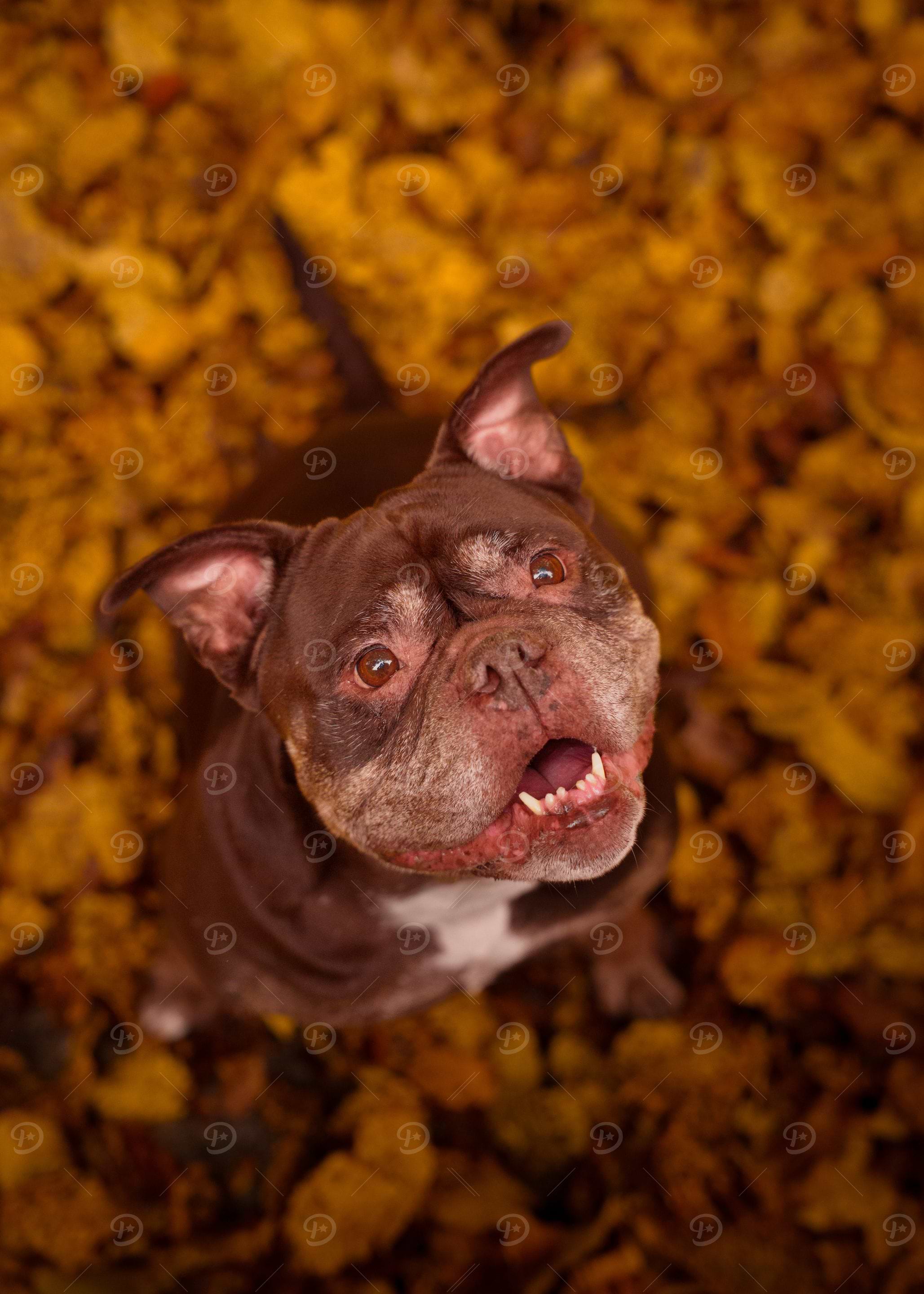 Brown Bulldog in Autumn