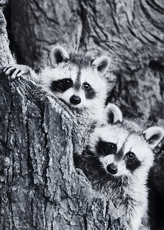 Two Raccoons Peeking from Tree Hollow