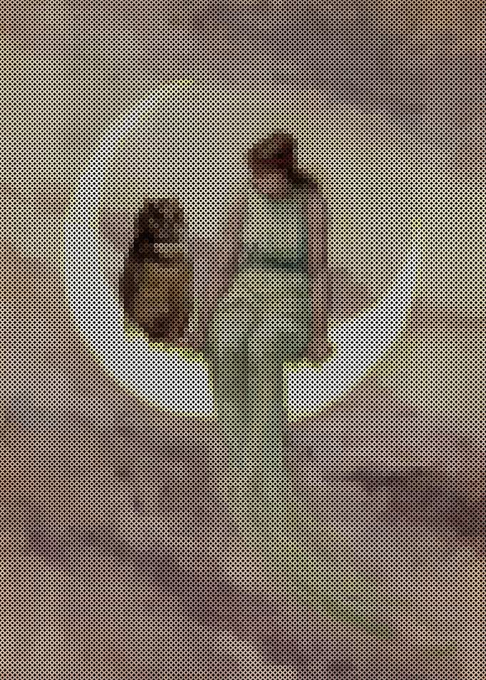 The Witch's Daughter