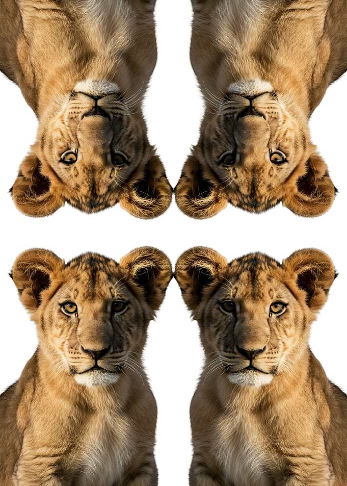 Lion Cub Faces Pattern on White