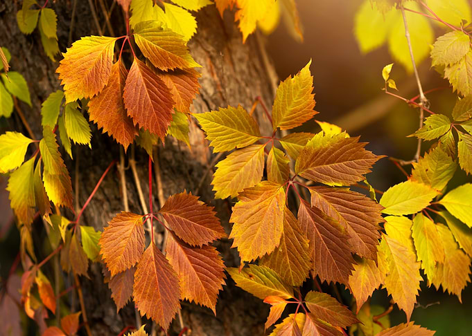 Autumn Leaves on Tree Trunk