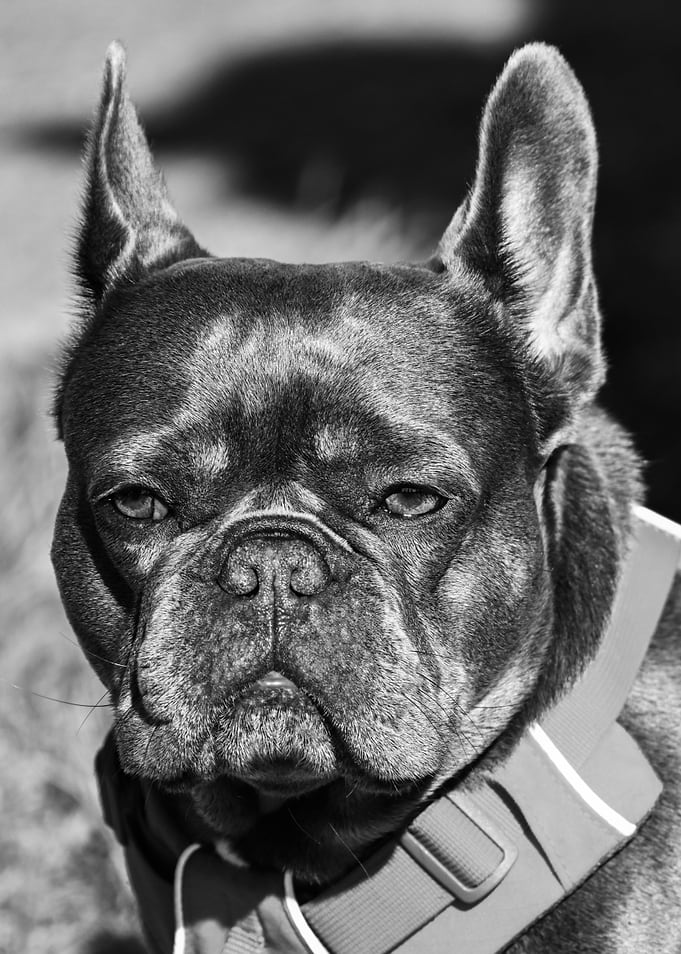 Black and White French Bulldog Portrait