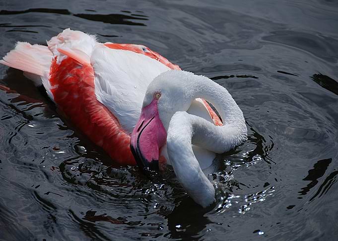 Flamingo in Water
