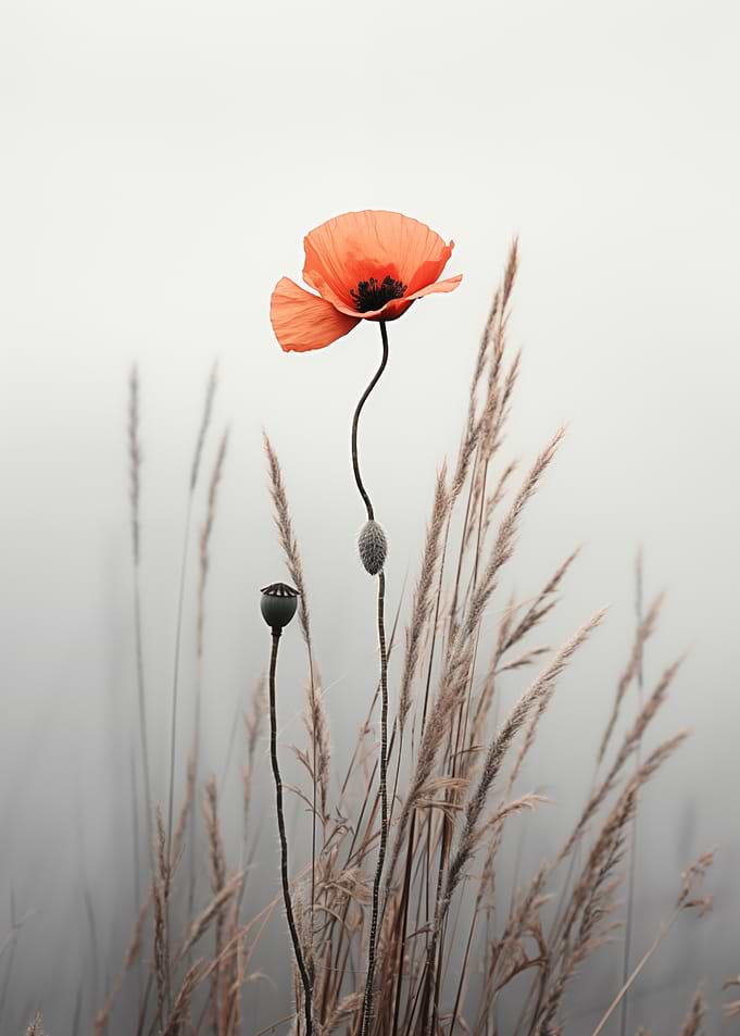 Poppy and Grass Soft Light