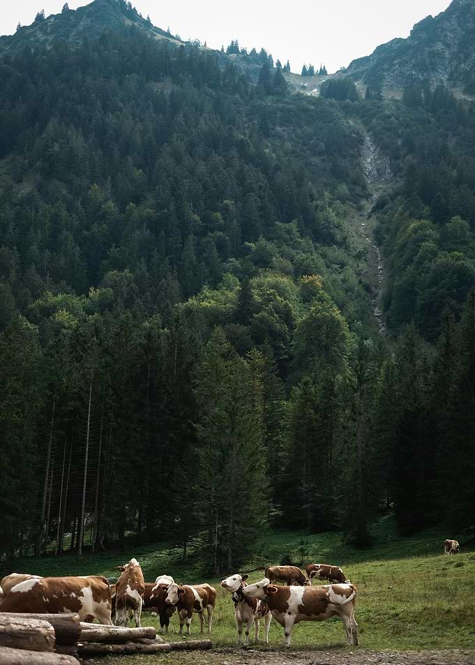 Cows Grazing in Mountainous Landscape