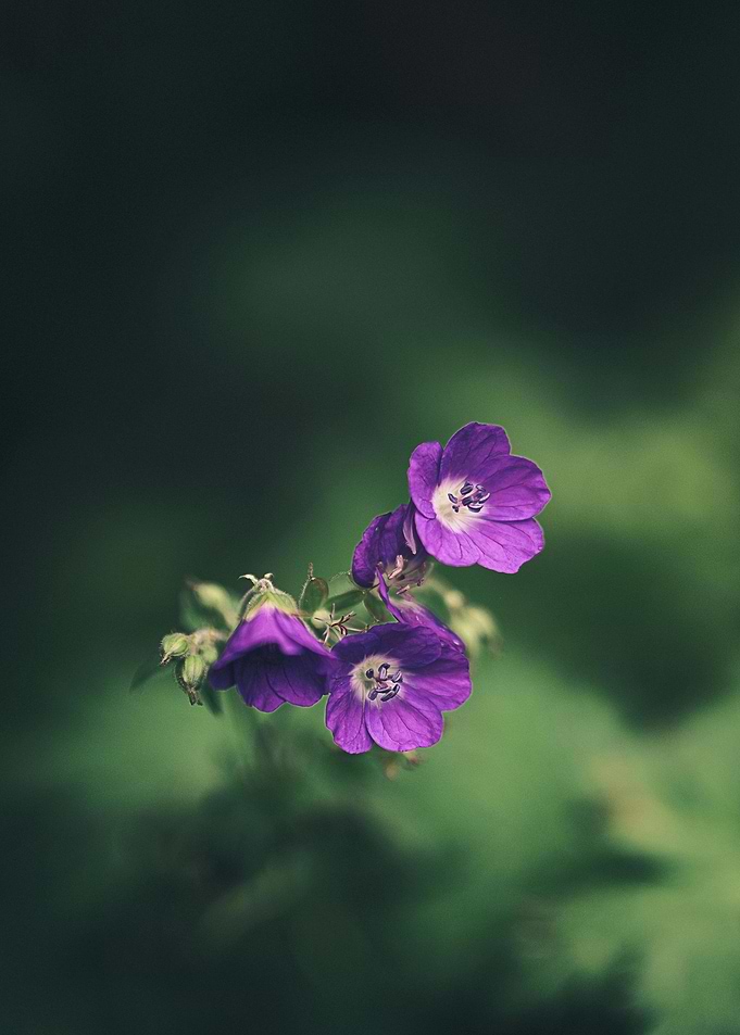 Purple Flowers on Green Background