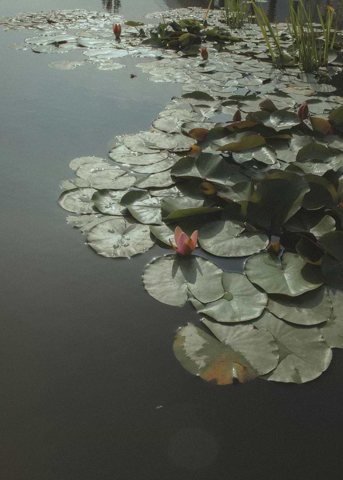 Water Lilies in a Pond