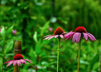 Echinacea Flowers in a Lush Garden